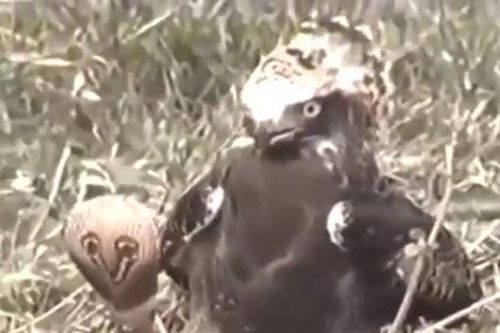CLIP: Đụng độ rắn hổ mang chúa, đại bàng nhận cái kết bi thảm