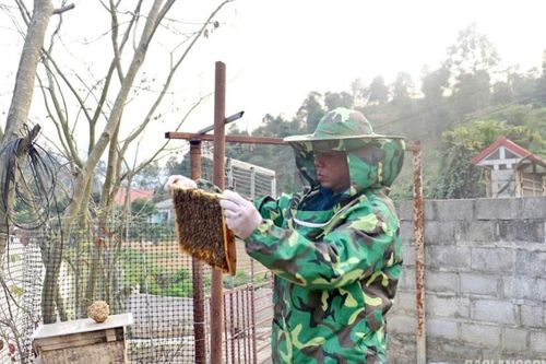 Từng bước nâng cao giá trị mật ong vườn hồng Bảo Lâm