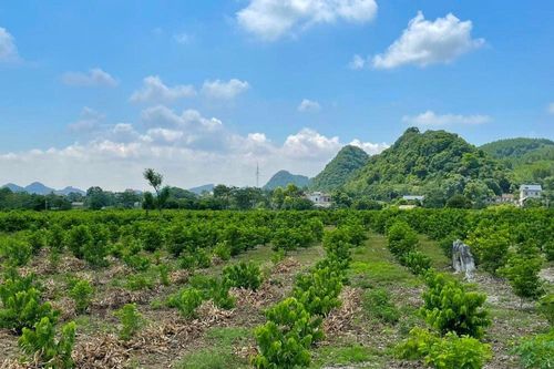 Danh mục chuyển mục đích sử dụng đất trồng lúa, đất rừng phòng hộ, đất rừng sản xuất để thực hiện các công trình, dự án trên địa bàn tỉnh Ninh Bình năm 2025