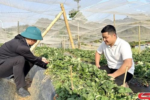Tỷ phú 9x trên cao nguyên Mộc Châu