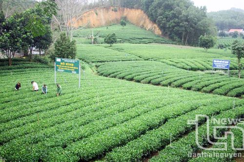Phát triển vùng nguyên liệu: 'Chìa khóa' nâng cao chất lượng nông sản