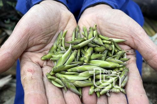 'Vén màn' bí ẩn chè cổ núi Tam Đảo thuộc địa phận Thái Nguyên - Kỳ 2: Giống chè Shan quý