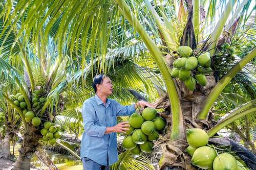 Khai thác lợi thế để xuất khẩu nông sản hữu cơ sang thị trường Trung Quốc