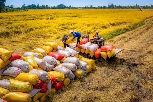 Thành lập đoàn kiểm tra việc kinh doanh, xuất khẩu gạo