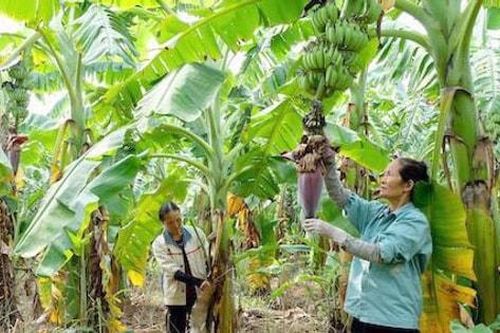Hà Nội cho phép sử dụng địa danh để đăng ký nhãn hiệu chuối tiêu hồng