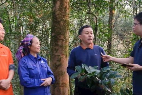 Chuyên gia nói gì về quần thể chè cổ trên núi Tam Đảo