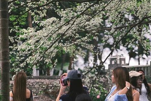 'Giữa bê tông' hoa xoan vẫn nở, Hà Nội giữ lại được bao nhiêu phần dịu dàng?