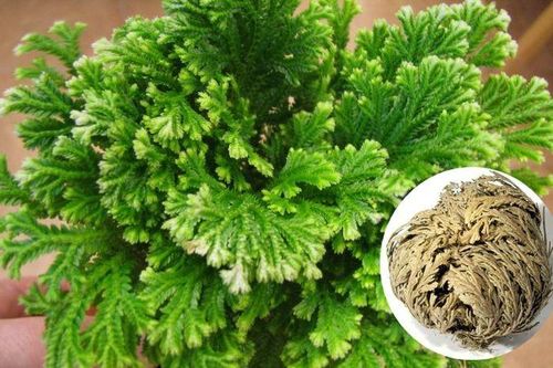 Loài cây duy nhất trên thế giới hồi sinh sau khi chết khô