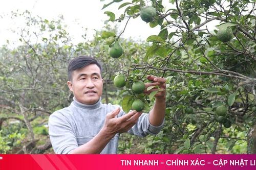 Phát triển kinh tế vườn hiệu quả từ cây chanh