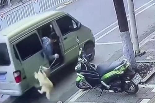 'Cẩu tặc' đi ô tô bắt trộm chó nhanh như chớp trên phố