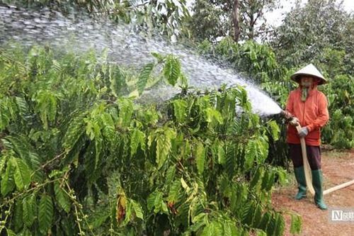 Tây Nguyên: Nhọc nhằn mùa tưới cà phê