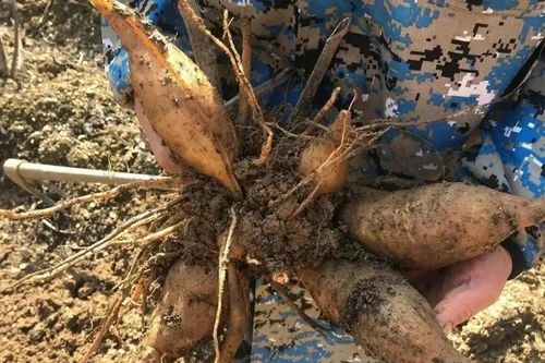 Nông sản xưa được 'quý như vàng', nay rớt giá rẻ như cho, ở Việt Nam cũng có