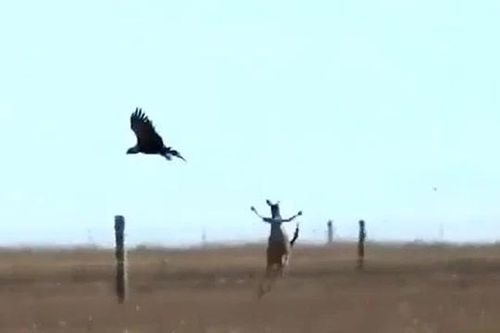 CLIP: Đi săn Kangaroo, đại bàng 'khủng' suýt bị con mồi 'hành' chết