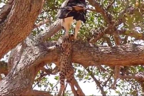 CLIP: Cả gan săn báo con, đại bàng nhận 'quả báo' ngay sau đó