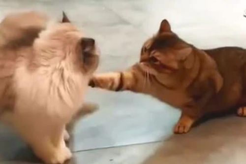CLIP: Những pha 'thi triển kung fu' của loài mèo ít ai ngờ tới