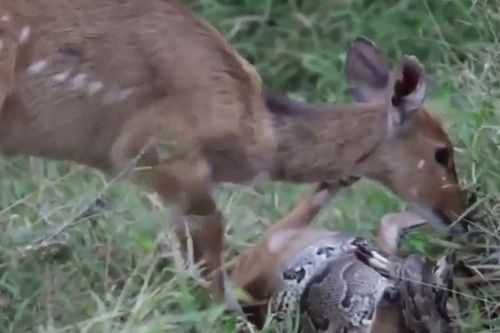 CLIP: Nai mẹ hoảng hốt giải cứu con non khỏi vòng siết của trăn 'khủng' và cái kết đau lòng