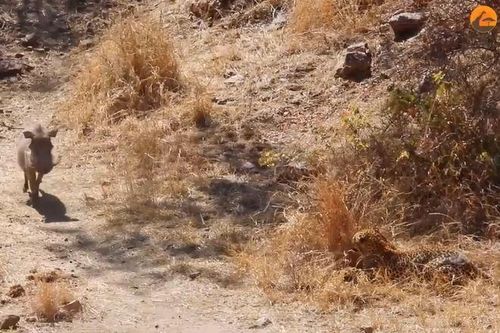 CLIP: Báo đốm mai phục tài tình, tóm gọn lợn rừng trong nháy mắt