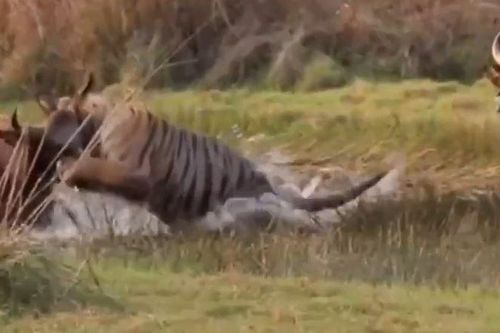 CLIP: Bò tót nổi điên truy sát hổ khi phát hiện đồng loại bị chúa sơn lâm cắn cổ
