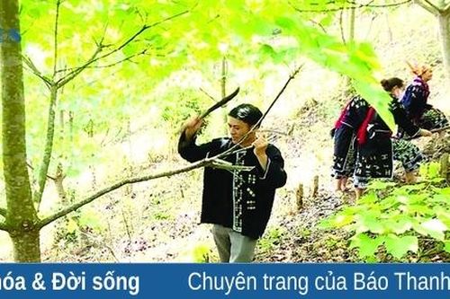 Kỳ vọng về cây trẩu nơi vùng biên Mường Lát