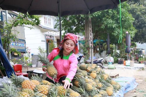 Giá dứa đạt cao, nông dân phấn khởi mở rộng diện tích