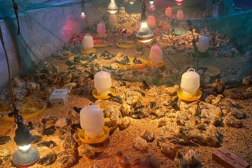 Triển khai mô hình sản xuất gà giống chất lượng cao