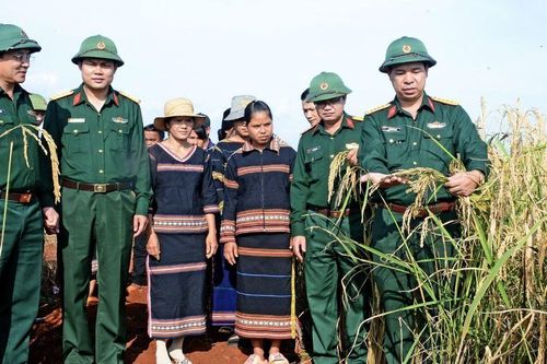 Cây lúa 'Bộ đội' giúp người dân thoát nghèo bền vững