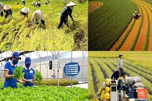 Các 'ông lớn' nông nghiệp kinh doanh ra sao giữa tham vọng xuất khẩu 70 tỷ USD?