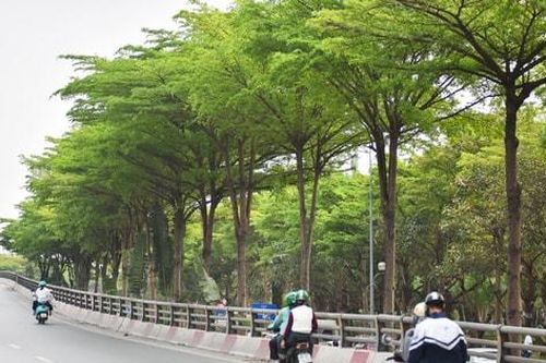 Ngắm hàng cây bàng lá nhỏ xanh mát tại Hà Nội