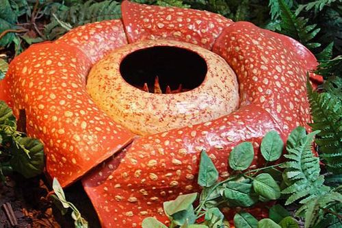 Loài hoa nhìn thì đẹp nhưng ẩn chứa sự thật hãi hùng