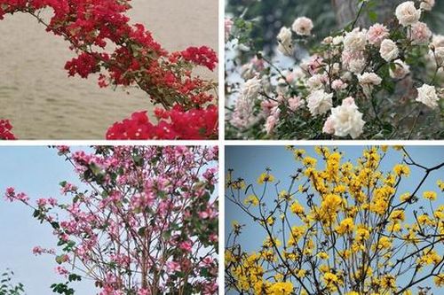 Bản giao hưởng tháng Ba - khi Hà Nội 'cất lời' bằng sắc hoa