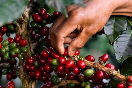 Trà Cascara: Biến 'phế phẩm' vỏ cà phê thành siêu phẩm trà