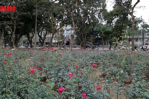 Hà Nội mở cửa công viên: Tạo không gian xanh, tăng gắn kết cộng đồng