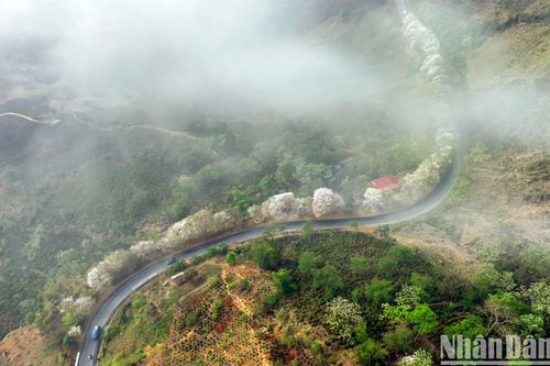 Hoa ban 'bung nở': Núi rừng Tây Bắc đẹp như tiên cảnh