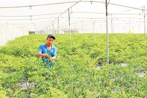 Trà Vinh đẩy mạnh phát triển vùng đồng bào dân tộc thiểu số