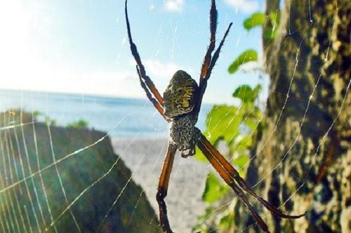 Rùng mình 4 hòn đảo bị 'quái thú' thống trị, đố ai dám bén mảng