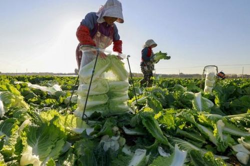 Nông dân Trung Quốc tìm kiếm lời khuyên từ AI sau sự bùng nổ của DeepSeek