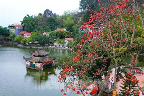Ngắm hoa gạo đỏ rực bên ngôi chùa nghìn năm tuổi ở Hà Nội
