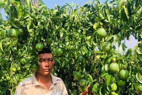 Người đàn ông ứa nước mắt thấy cả vườn chanh dây sắp thu hoạch bị chặt đứt gốc