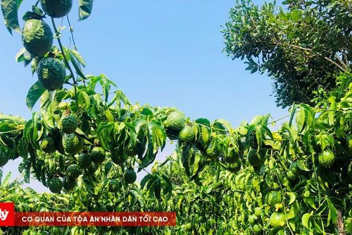 Hàng chục gốc chanh dây của người dân bị chặt phá