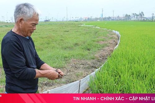 Nông dân Hà Tĩnh đặt bẫy, đào hang diệt chuột phá lúa xuân