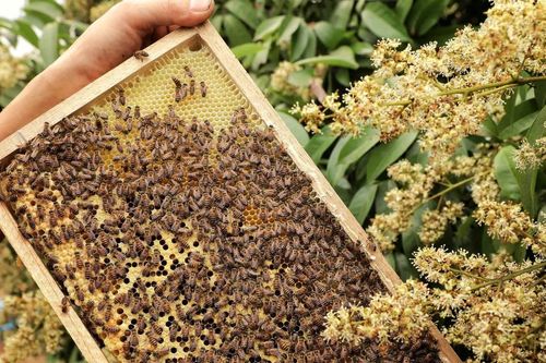 Mùa mật ong vải ở Bắc Giang: Được mùa, được giá