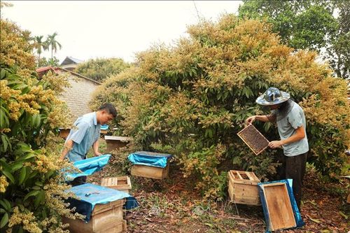 Mật ong vải được mùa, được giá ở Bắc Giang