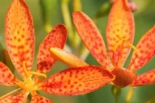 Loài cây được ví như 'ngân hàng' vì cứ hái là ra tiền, ở Việt Nam trồng đầy