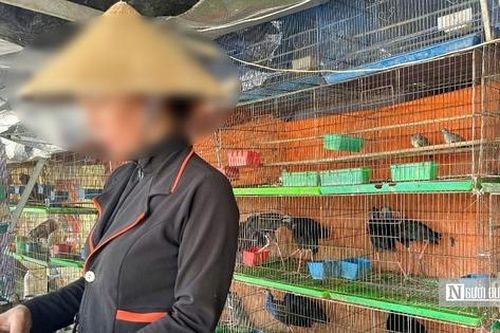 'Chợ chim trời' hoạt động nhộn nhịp trở lại