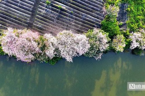 Nao lòng trước sắc hoa kèn hồng nở rộ trên xứ sở B'Lao