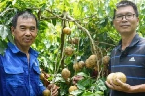 Cây 'mọc ra kem', hái bán hét giá gần 300.000đ/kg vẫn nườm nượp khách