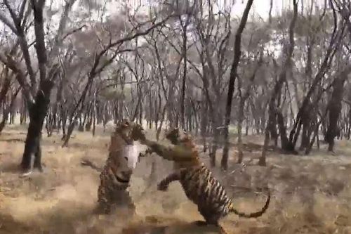 CLIP: Đang yên đang lành, 2 con hổ bỗng lao lại cắn nhau túi bụi