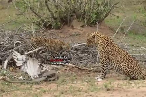 CLIP: Mãn nhãn trước màn tử chiến của rắn Mamba đen, báo đốm và đại bàng