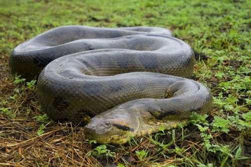 Những sự thật bất ngờ có thể bạn chưa biết về trăn Anaconda