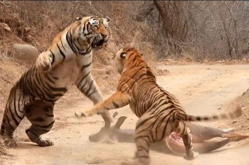 CLIP: Hổ cái liều mình đánh nhau với hổ đực để giành mồi